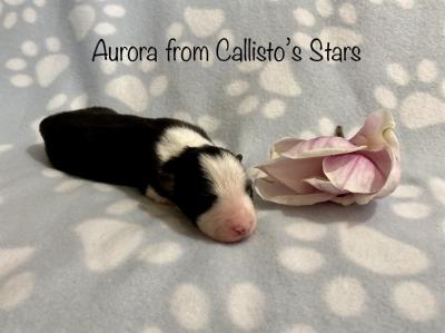 Aurora from Callisto´s Stars