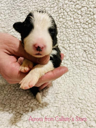 Aurora from Callisto´s Stars