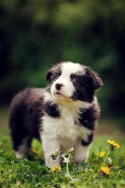 Aurora from Callisto´s Stars