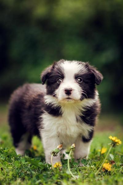 Aurora from Callisto´s Stars