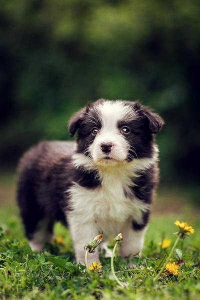 Aurora from Callisto´s Stars