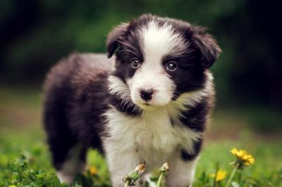 Aurora from Callisto´s Stars