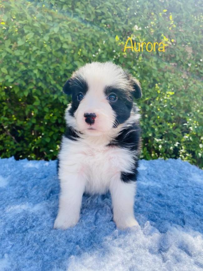 Aurora from Callisto´s Stars