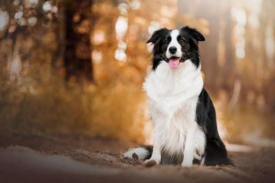 Cali from Comet Valley