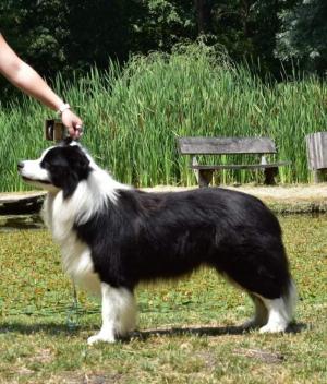 Balerion from Comet Valley