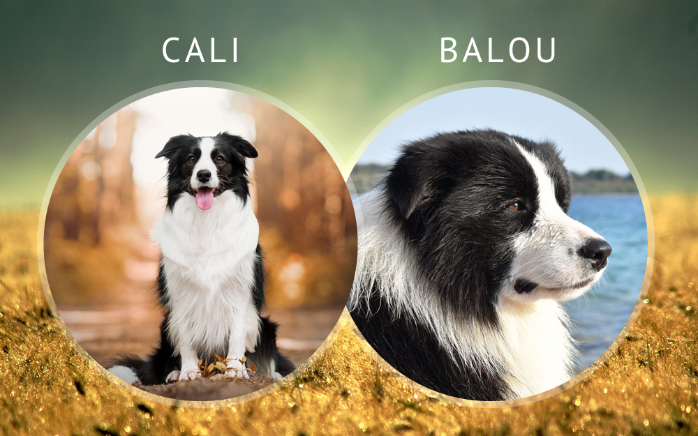 Az első tervezett alom 2022.03.26-án megérkezett